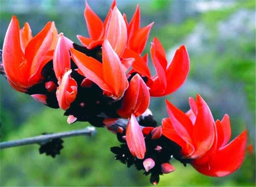 Flower Palash is full of Medicinal properties's image