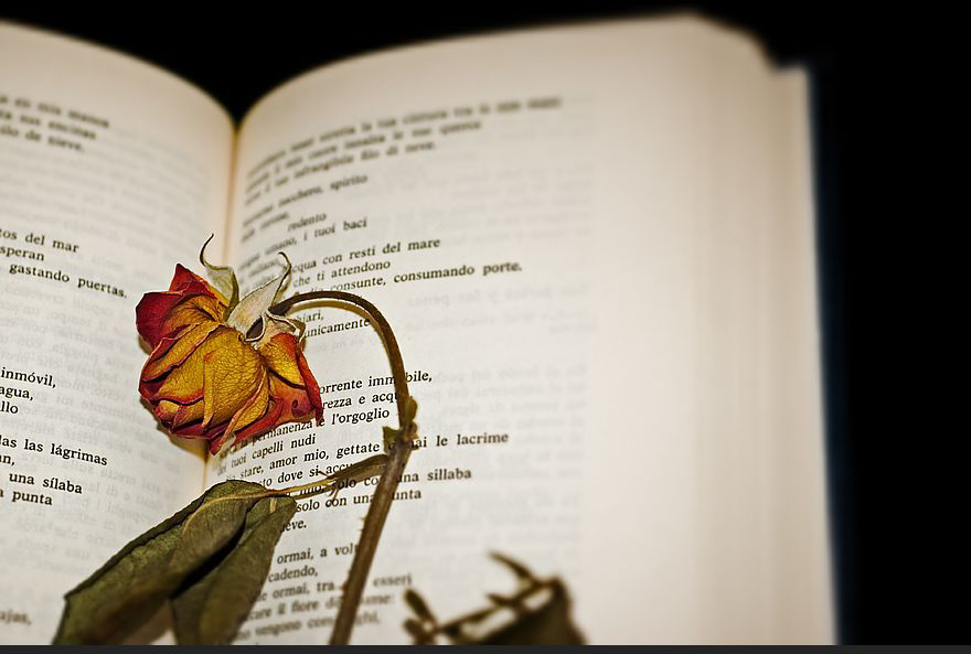 किताब में गुलाब's image